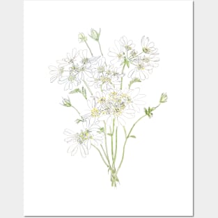 delicate white flowers ink and  watercolour Posters and Art